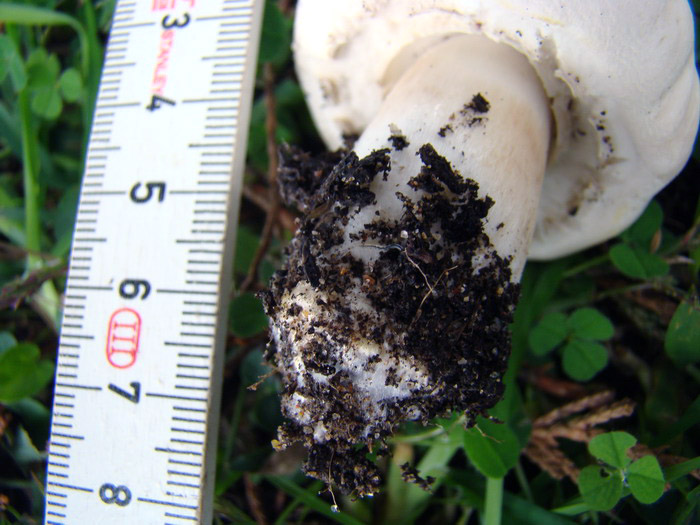 Agaricus arvensis ?